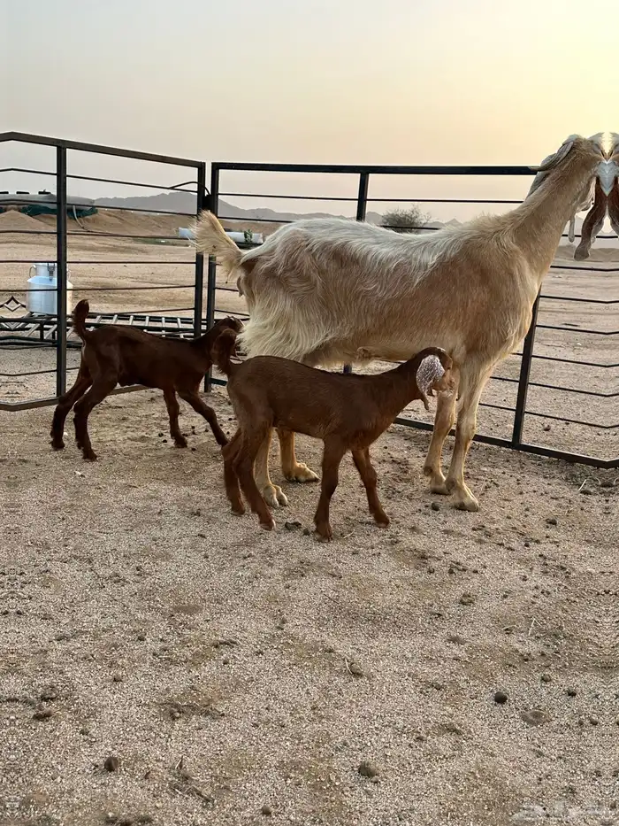 عنز مصرية أو مشروكة جامع شبب فاخرة 2