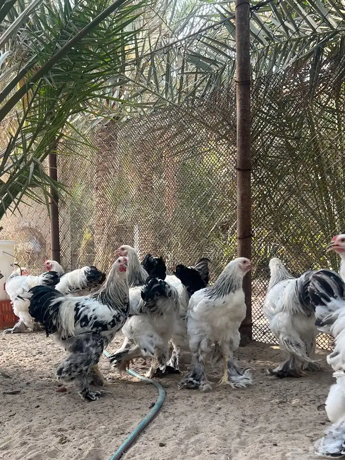 ديوك الماني براهما كولومبي سلالة كونك دم صافي 2