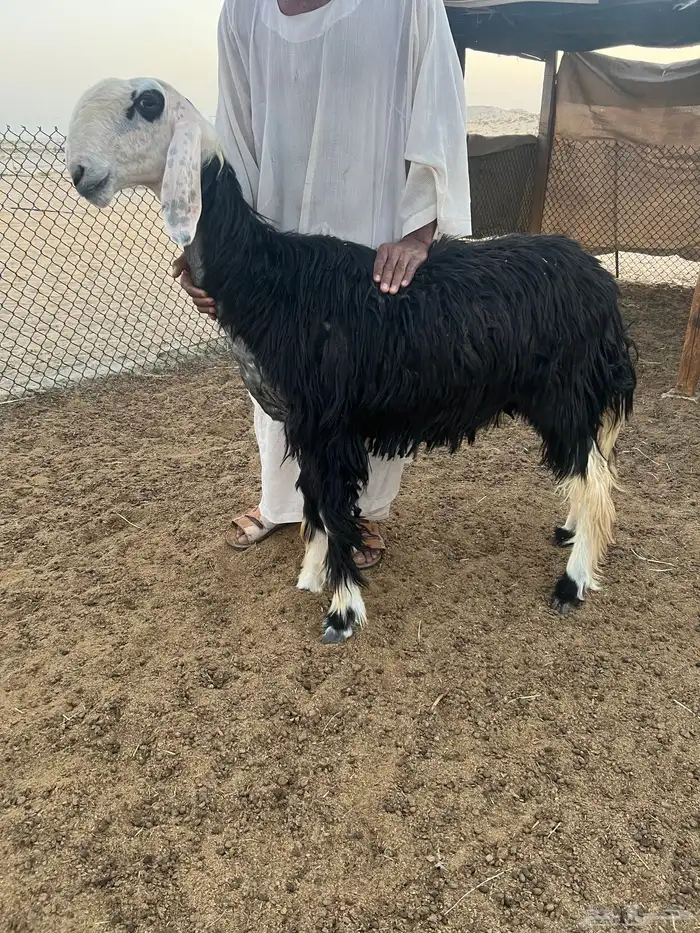 نجد صنف 3