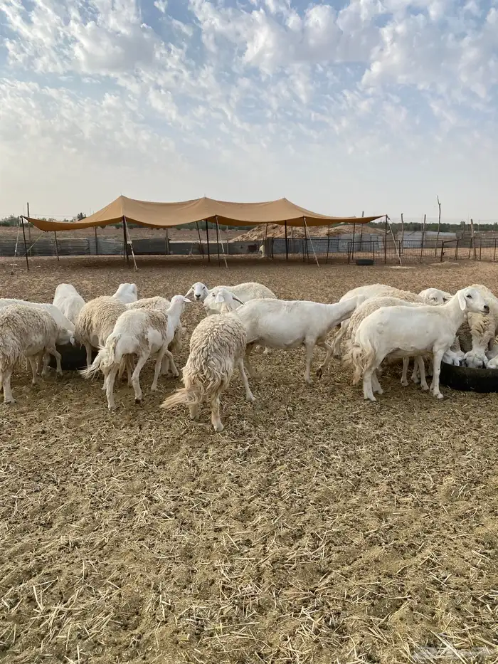 لبيع حريات عدد 21 0