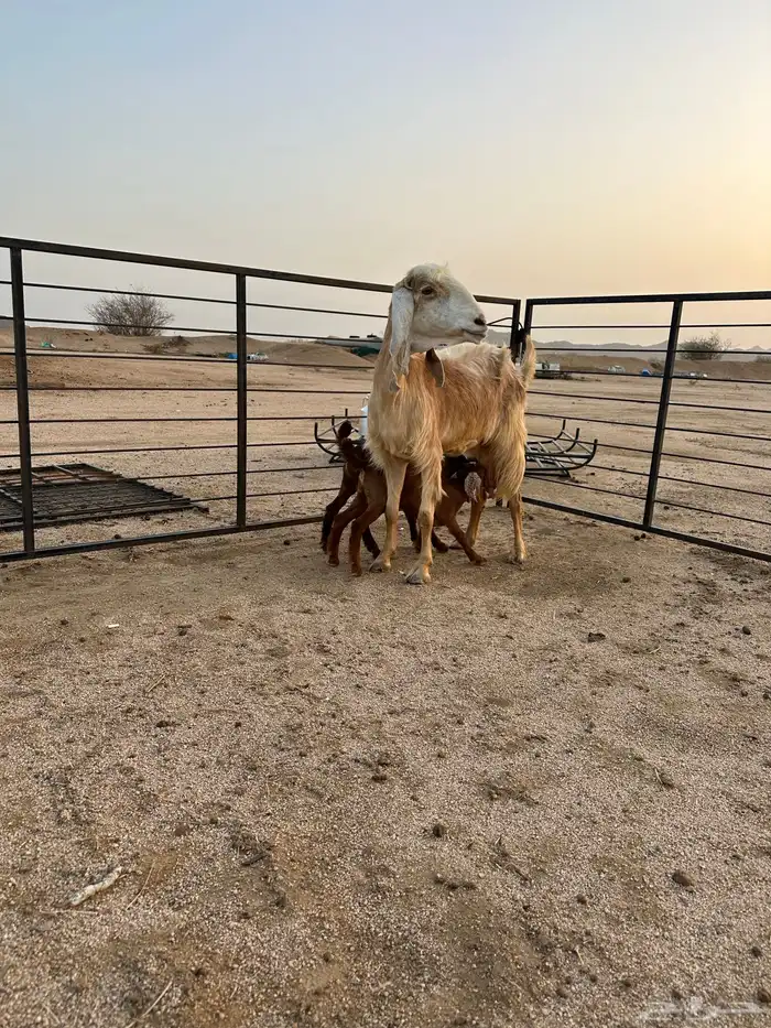 عنز مصرية أو مشروكة جامع شبب فاخرة 6