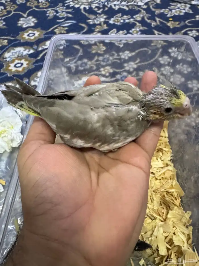 فرخ صن كنيور. فرخين كروان تم البيع 1