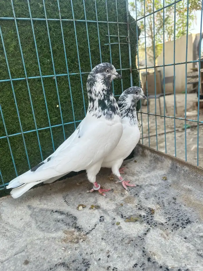 حمام باكستاني   Top 13