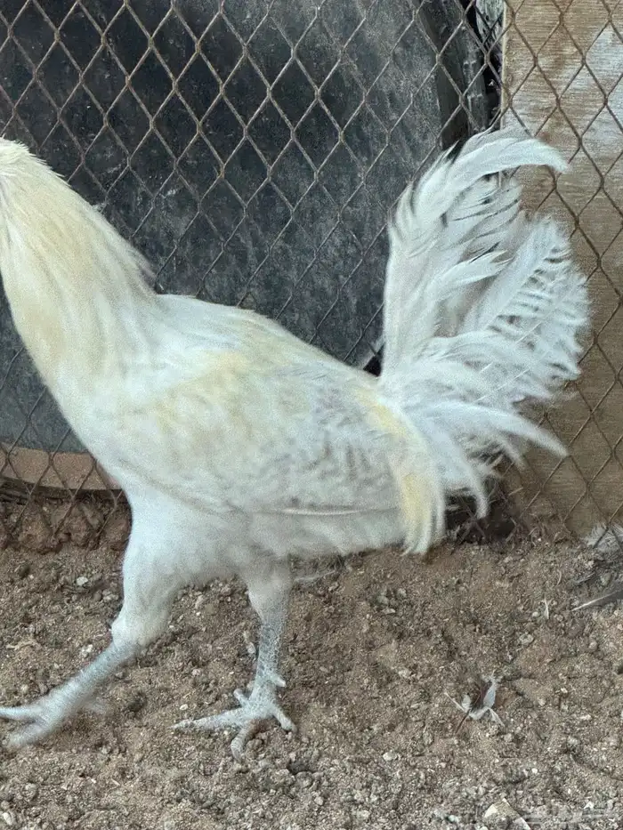 ديوك 2