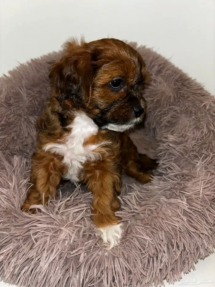 كلاب شيبو للبيع shih poo puppies for sale 21