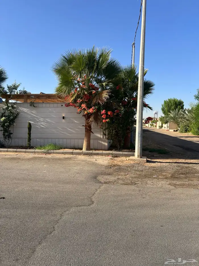 زيتون ونخل فاخر درجه اولى 6