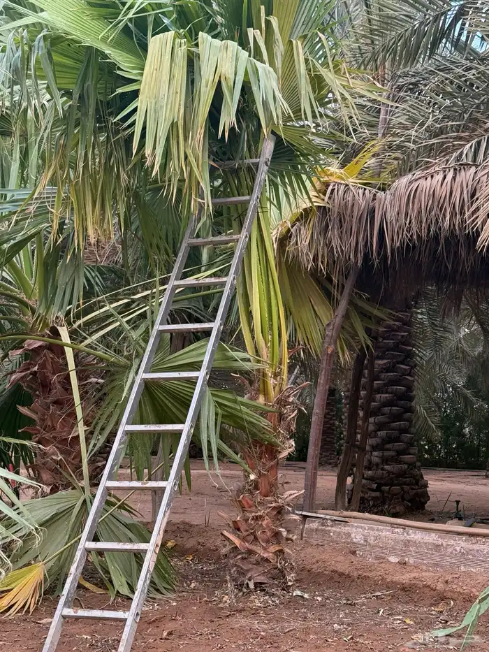 نخل واشنطني احجام مختلفه 1