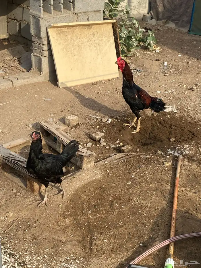ديك ودجاجه باكستاني. تم البيع خارج الموقع 2