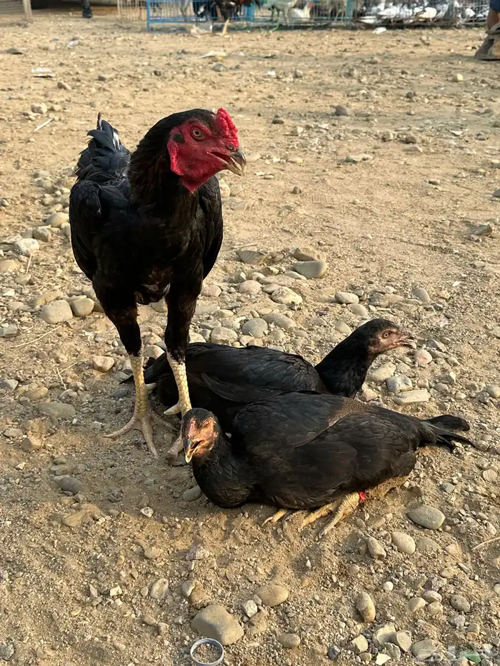 دجاج باكستاني - 0