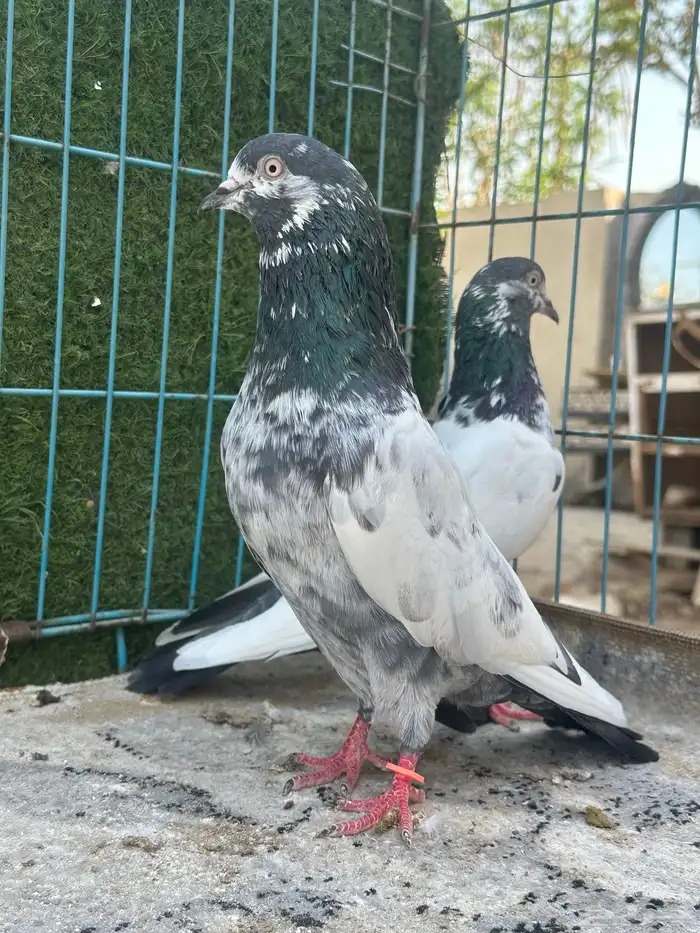 حمام باكستاني   Top 1