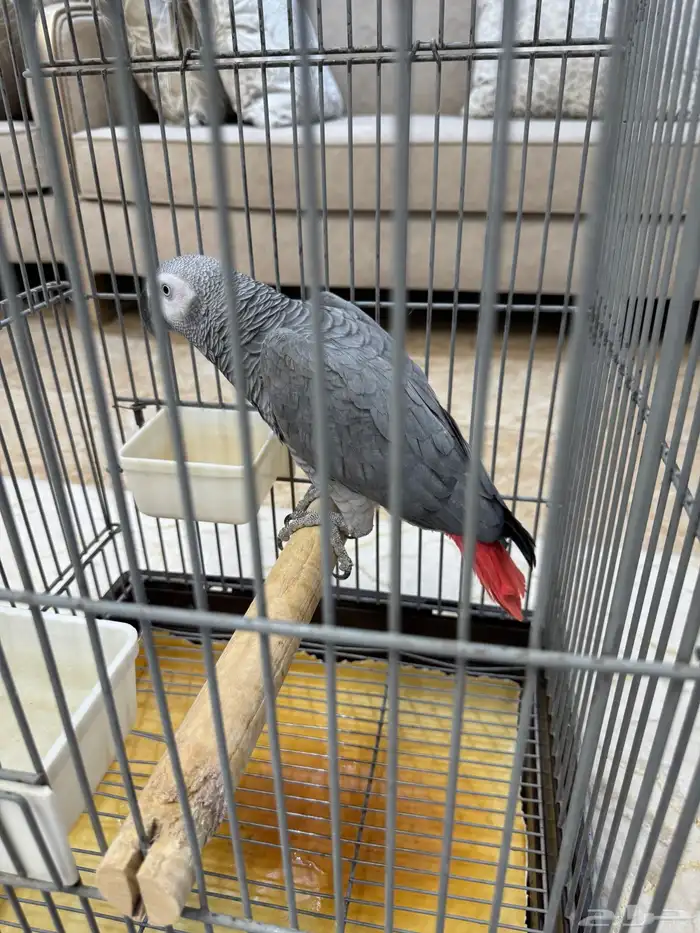 كاسكو سوبر جامبو ذكر 9