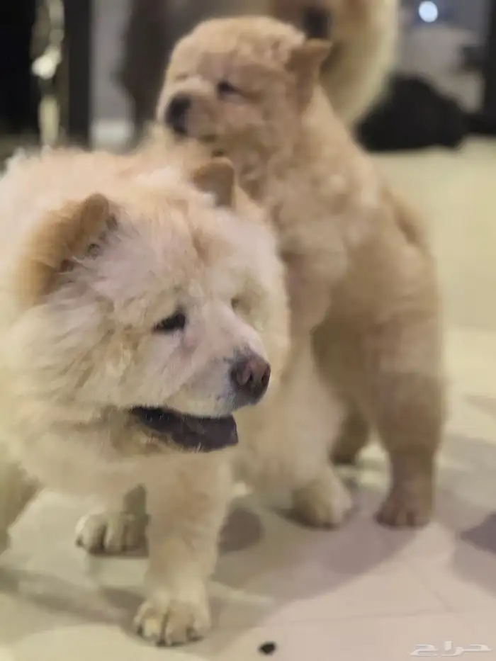 تشاو تشاو تزاوج 2