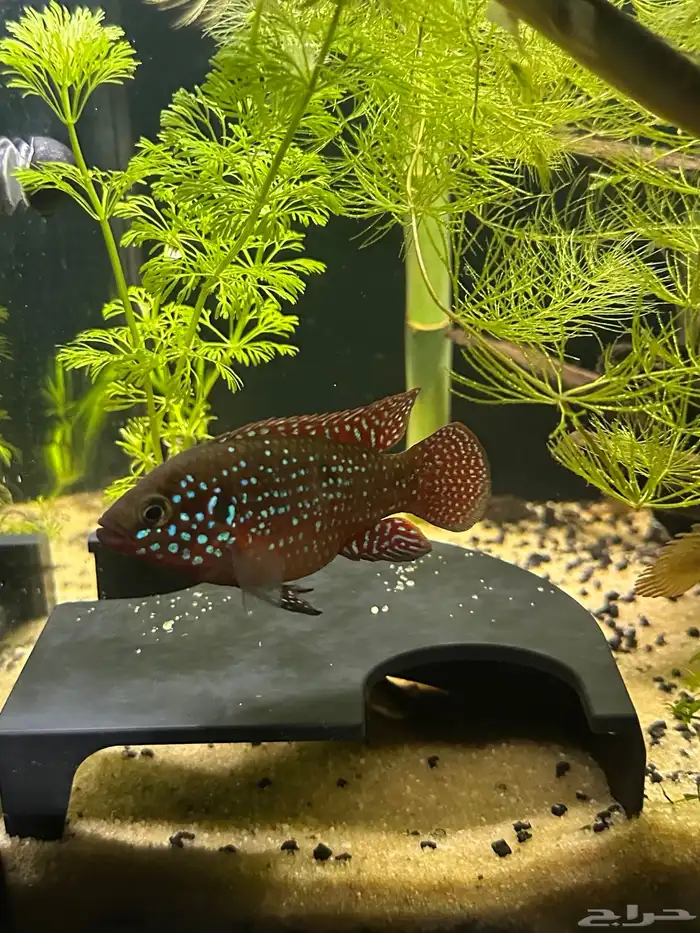 سمكة جويل سيكليد jewel cichlid 0
