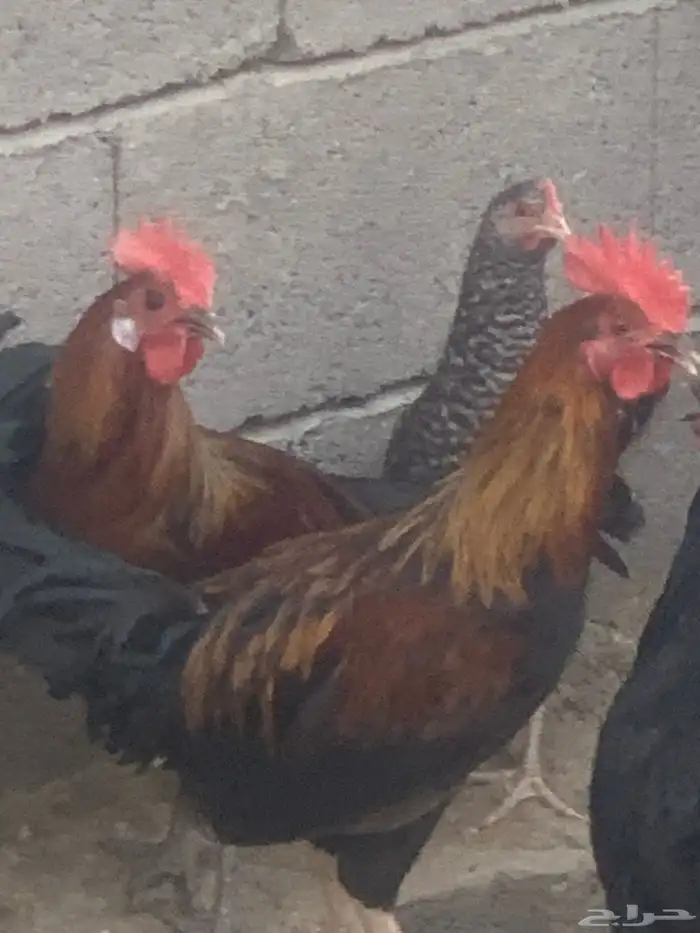 ديوك بلدي العدد 3 ديوك شرط نظافه وصحه 4