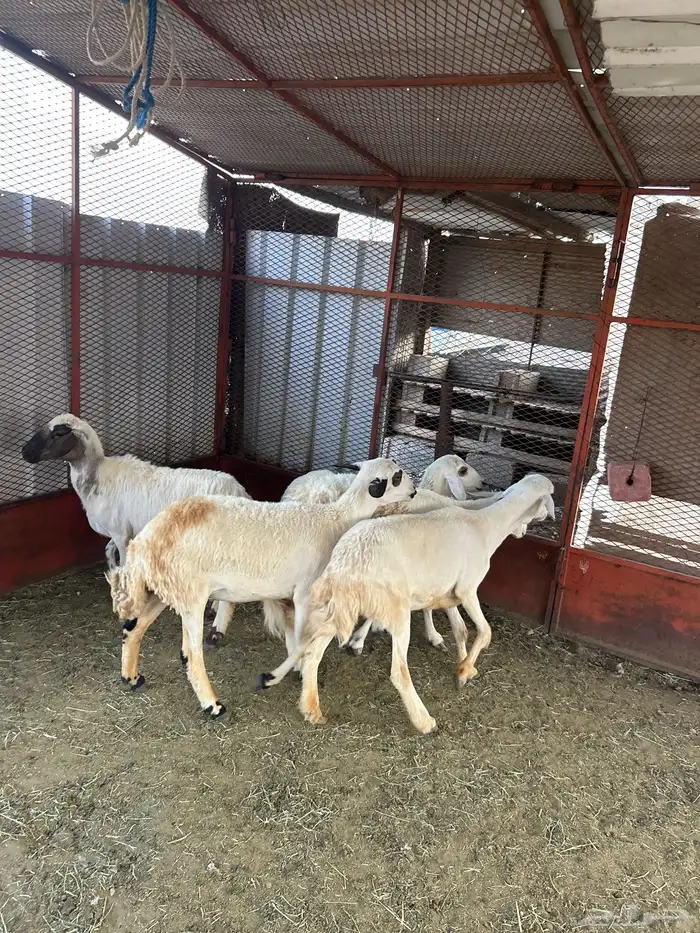 غنم مقاني وصغار سنون 0