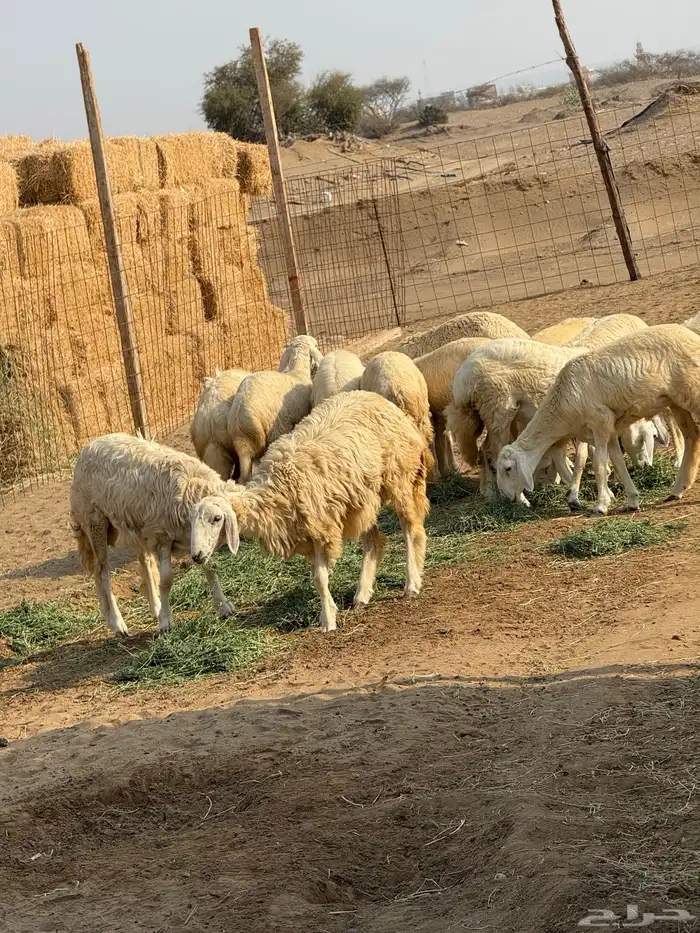 رخال حريات طيبه اعمارها من 5-6 شهور 2