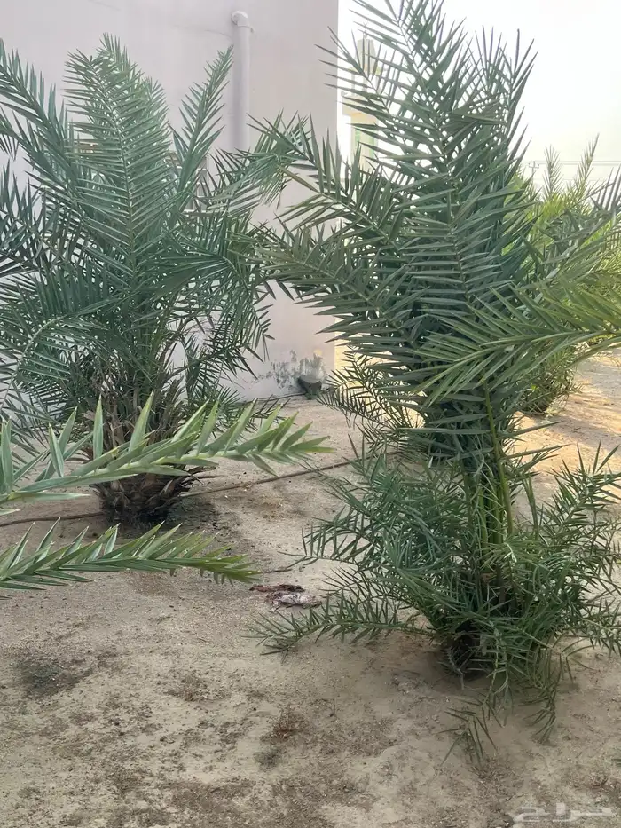 نخل للبيع 4