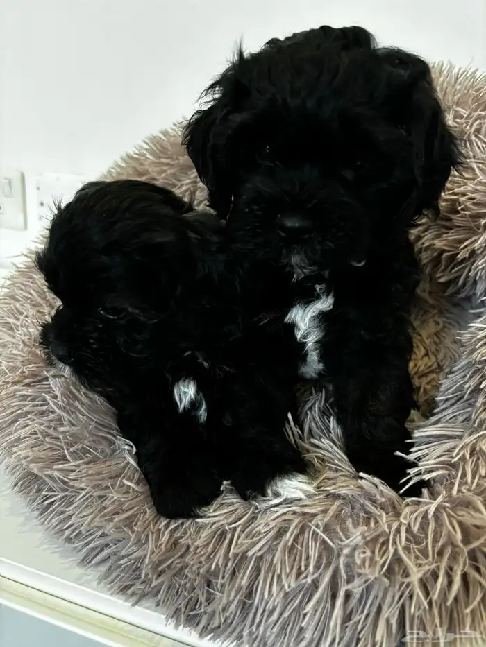 كلاب شيبو للبيع shih poo puppies for sale 7