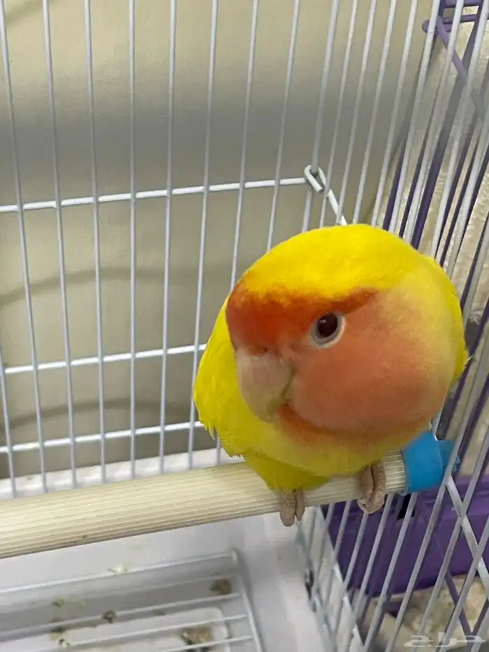 طير روز اصفر عيون حمر للبيع 2