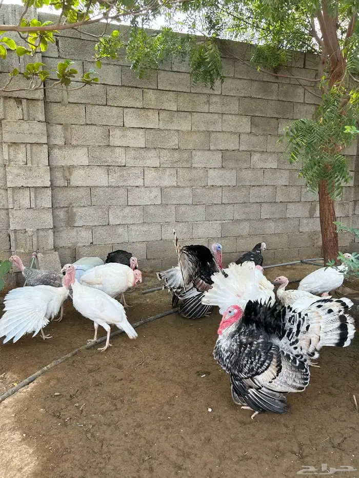 دجاج وديك رومي البيع بالجوز الصحة شرط ماشاءالله 3
