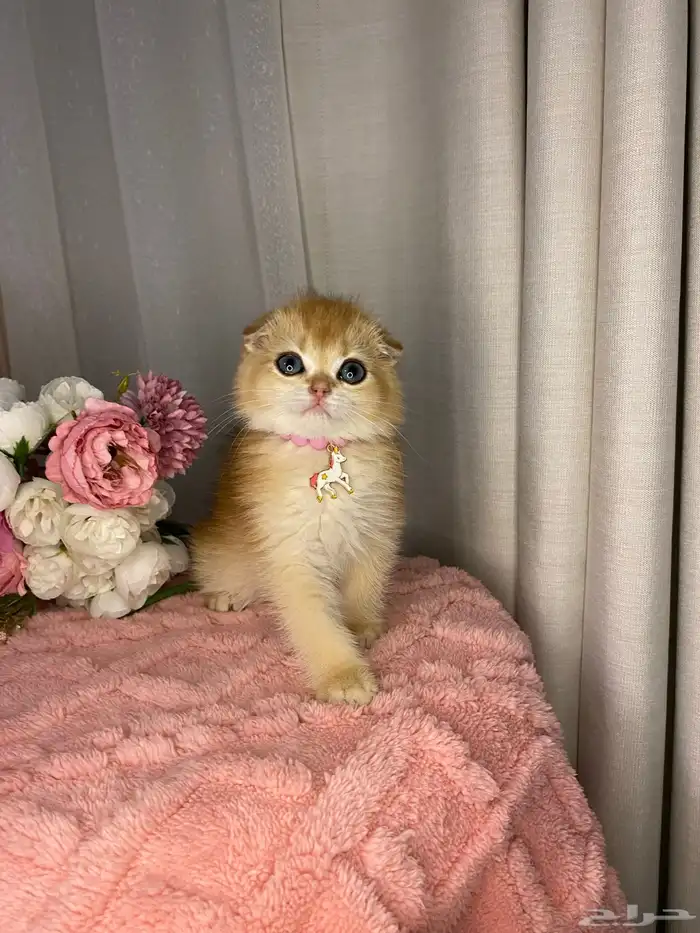 قطط سكوتش تربل فولد واستريت للبيع 0