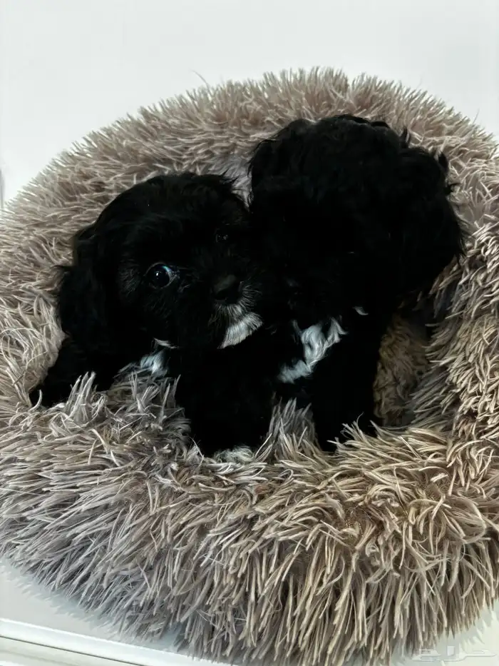 كلاب شيبو للبيع shih poo puppies for sale 4