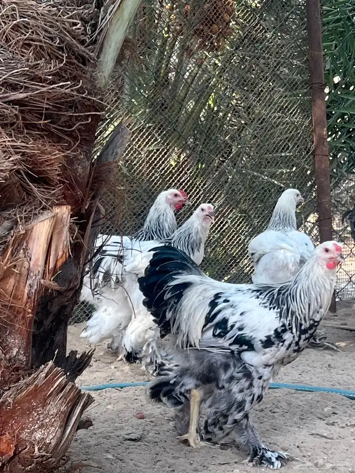 ديوك الماني براهما كولومبي سلالة كونك دم صافي 4