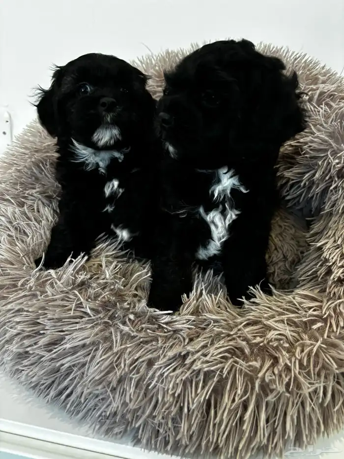 كلاب شيبو للبيع shih poo puppies for sale 5