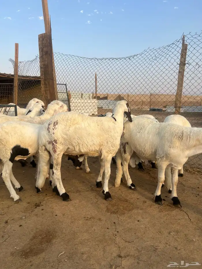 سواكن طيبه وفل شحم ومرابي 3 شهور 4