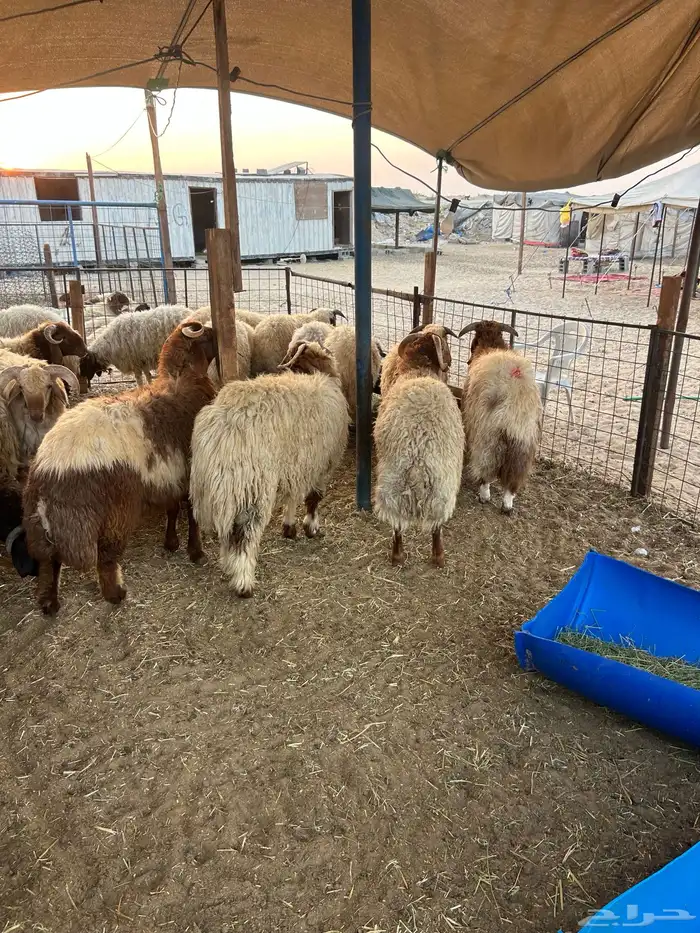 نعيم جبر ونعيم هرافي لبانيات وحريات ثلاجه ومناسبات 3