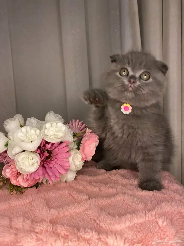 قطط سكوتش تربل فولد واستريت للبيع 4