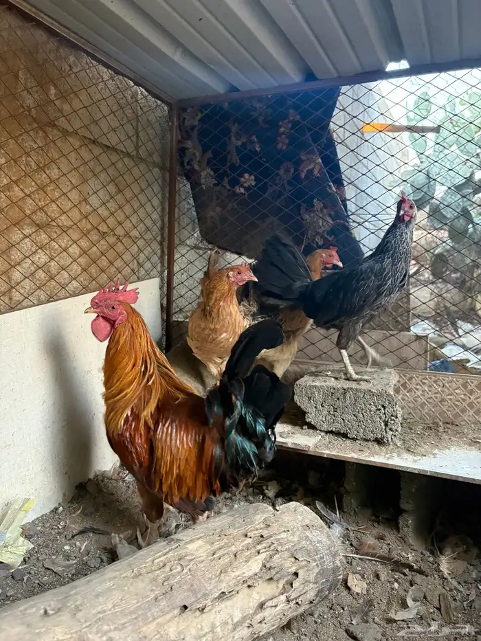 ديك و ثلاث دجاج بلدي للبيع 4