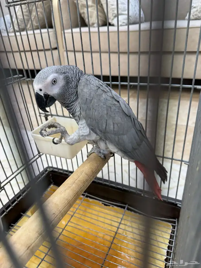 كاسكو سوبر جامبو ذكر 10