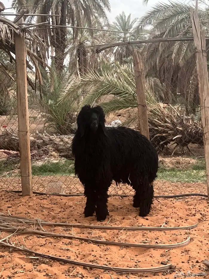 طلي نعيمي عربي 1