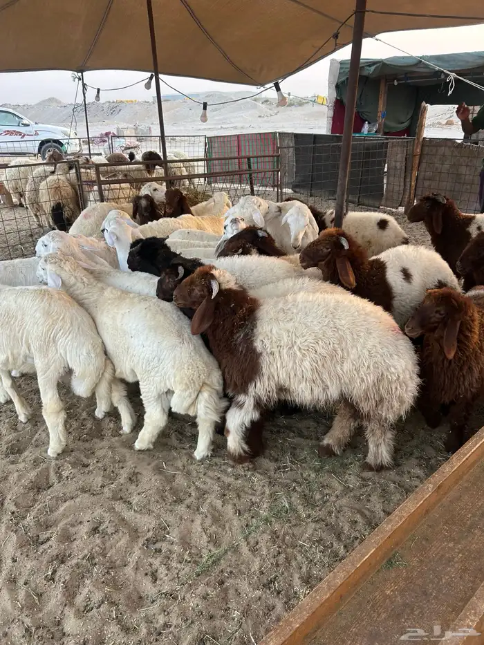 نعيم جبر ونعيم هرافي لبانيات وحريات ثلاجه ومناسبات 5