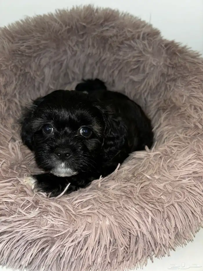 كلاب شيبو للبيع shih poo puppies for sale 12