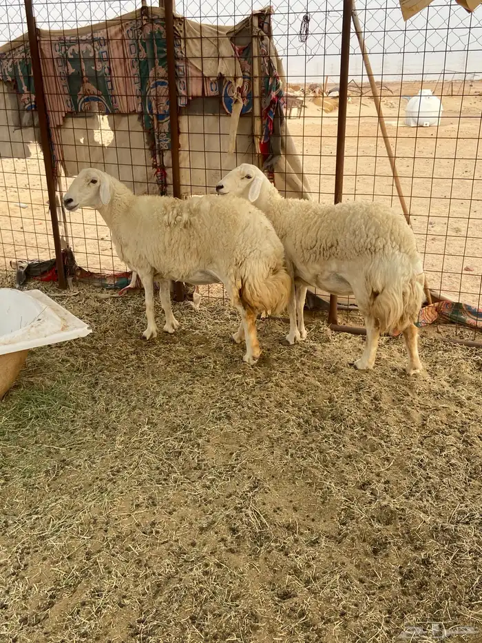 نعجتين حريات صنف طيبات. 2
