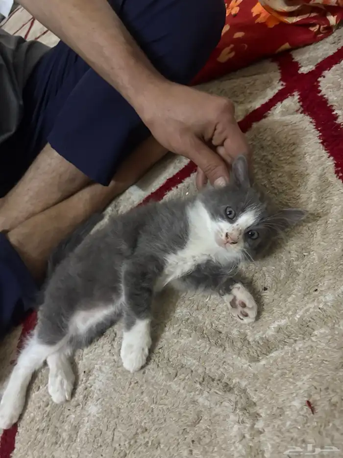 قط شيرازي للبيع ألون رصاصي 1