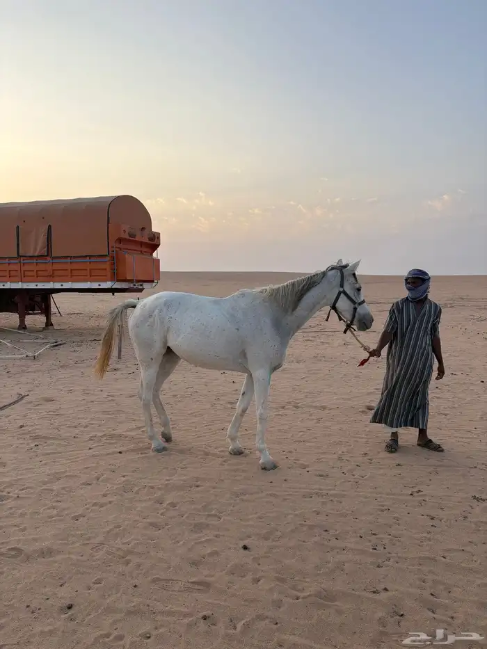 فرس ابل معسوفه ومطبعه على الرحول والابل 1