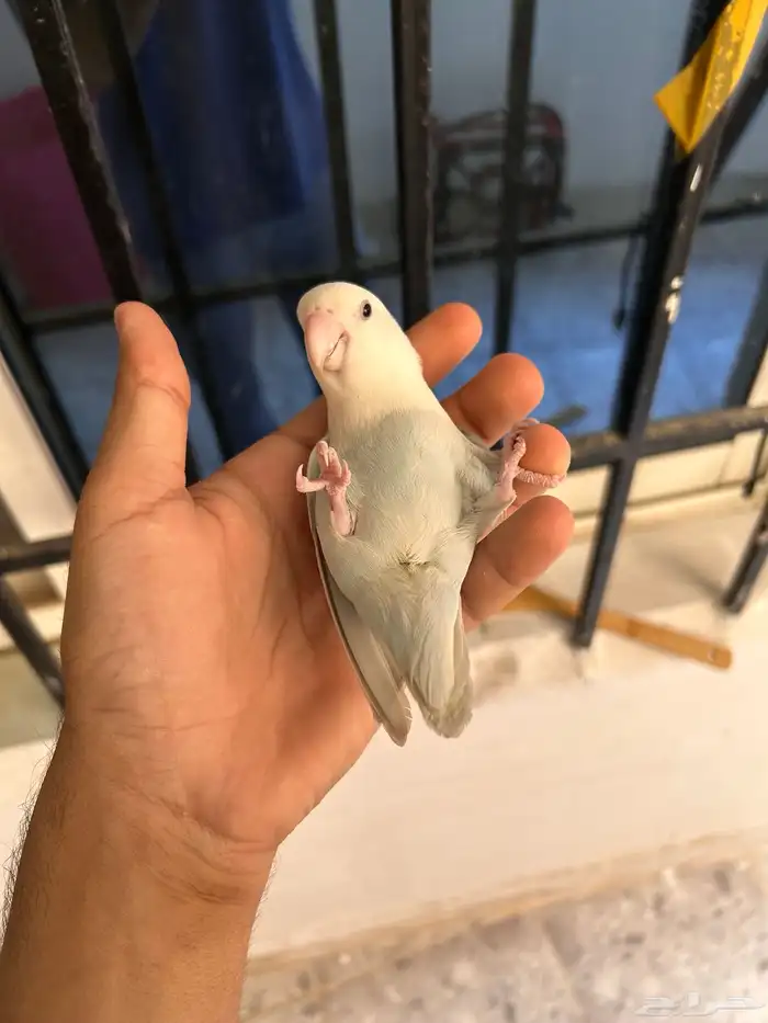 انثى بلد ابلاين روز اليفه و هدد و متكلمه 4