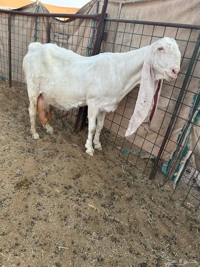 عنز بيضاء برصا خصم حاصب قريبت ولاد الجرم فاخر 0