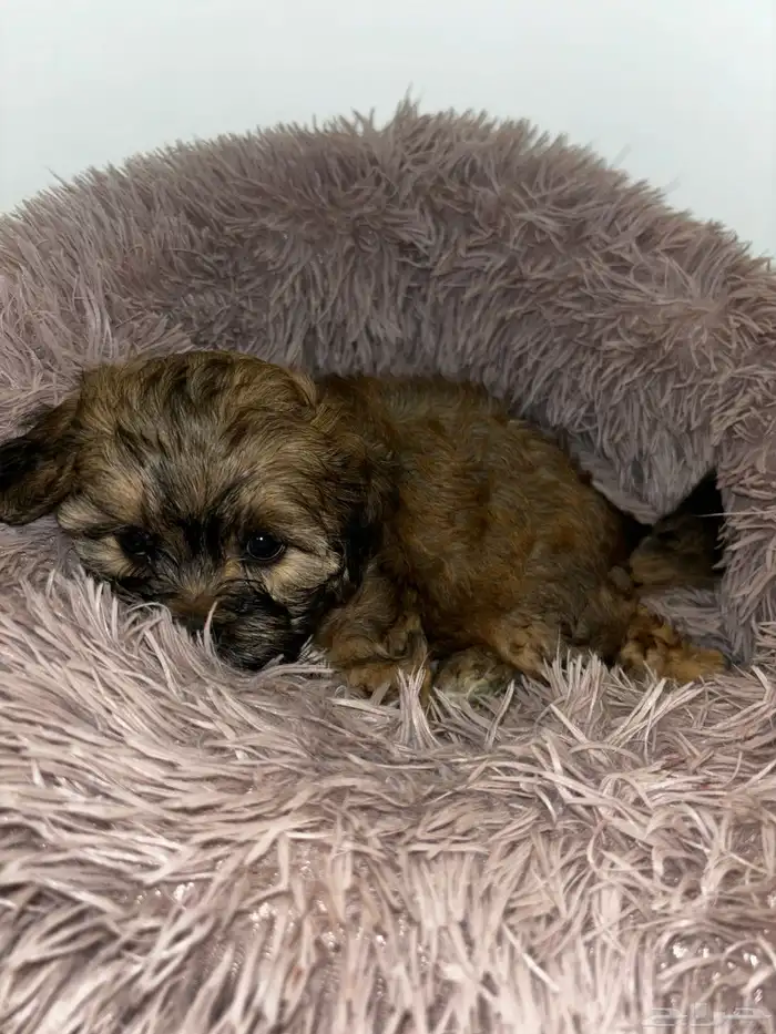 كلاب شيبو للبيع shih poo puppies for sale 18