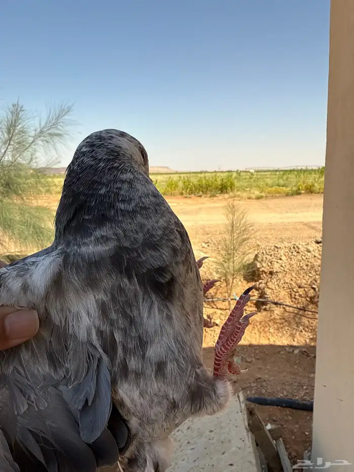 زغليل فرنسي ذبحة اليوم 0