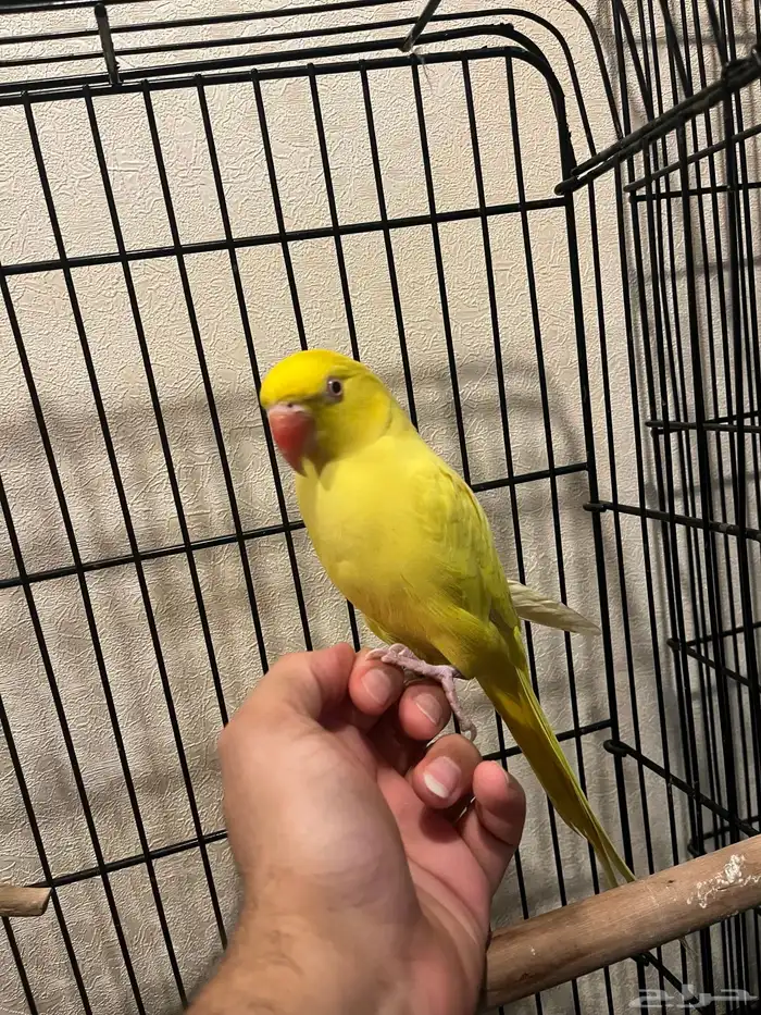 تم البيع تم البيع ذكر لاتينو عيون حمراء 2