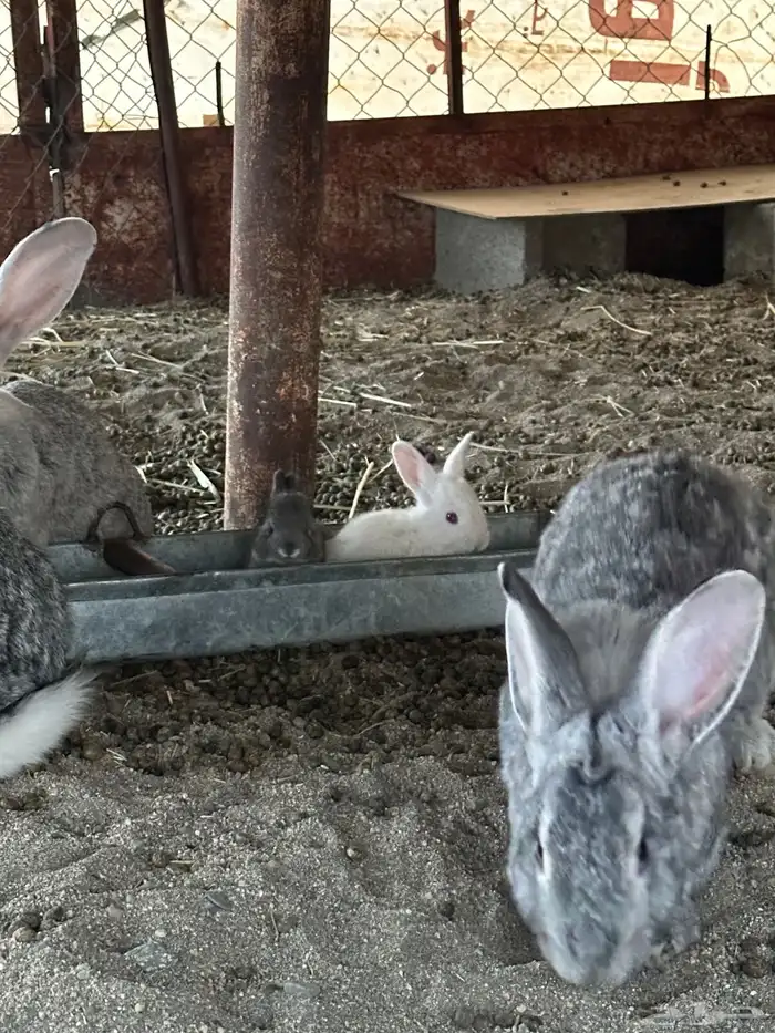 ارانب للبيع 1