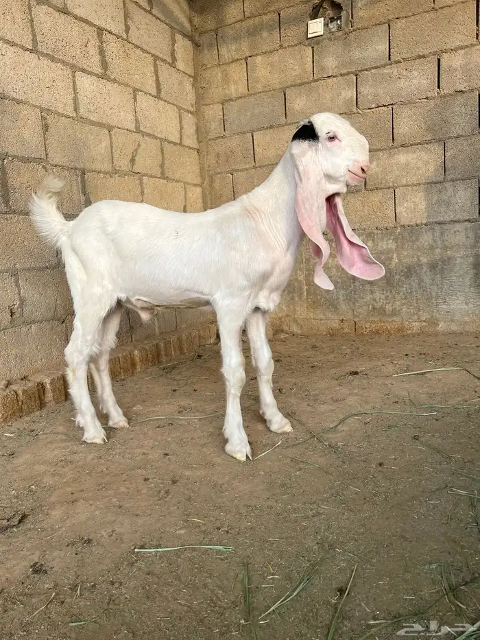 تيس للبيع 2