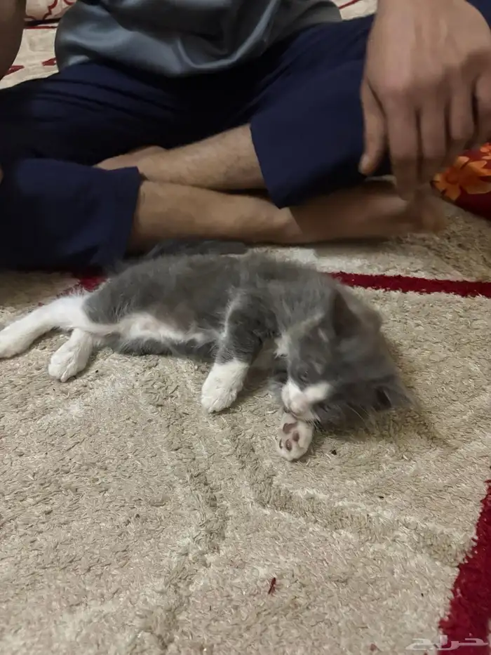 قط شيرازي للبيع ألون رصاصي 2