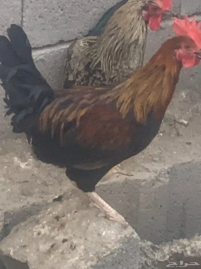 ديوك بلدي العدد 3 ديوك شرط نظافه وصحه 2