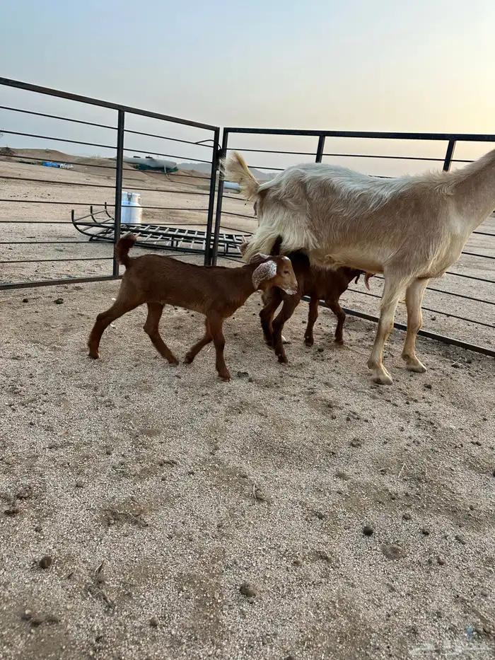 عنز مصرية أو مشروكة جامع شبب فاخرة 4