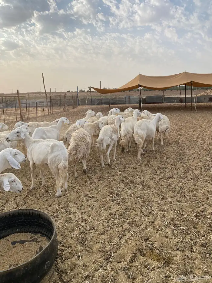 لبيع حريات عدد 21 4